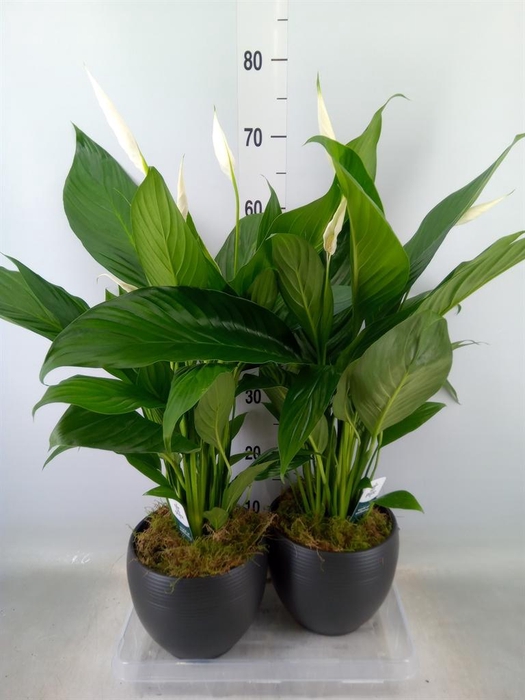 <h4>Spathiphyllum  'Bingo Cupido'</h4>