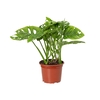 MONSTERA ADANSONII P15
