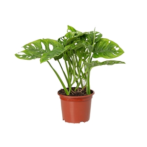 MONSTERA ADANSONII P15