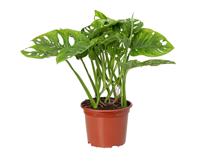 <h4>MONSTERA ADANSONII P15</h4>