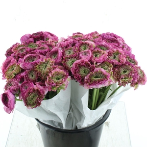 Ran Ponpon Malva Lila Extra