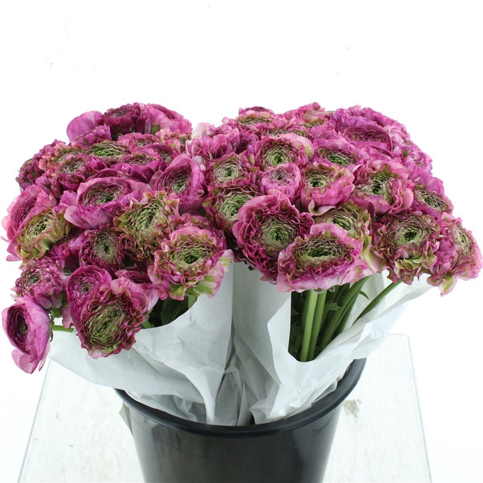 Ran Ponpon Malva Lila Extra