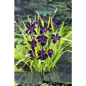 Iris black 'Gamecock'