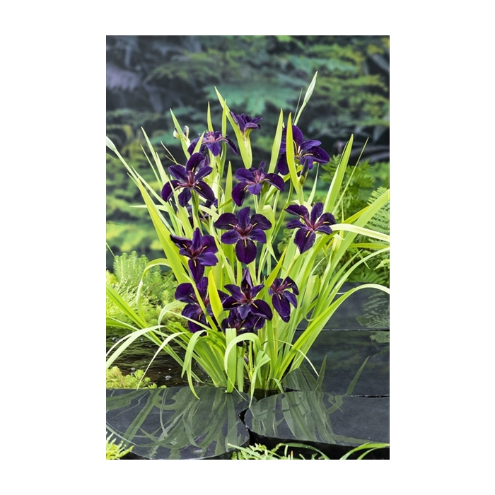 <h4>Iris black 'Gamecock'</h4>