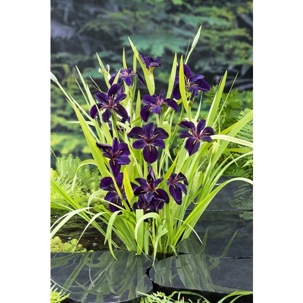 Iris black 'Gamecock'