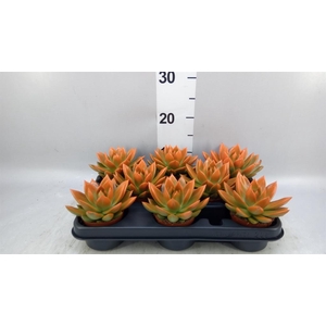 Echeveria  'Miranda'