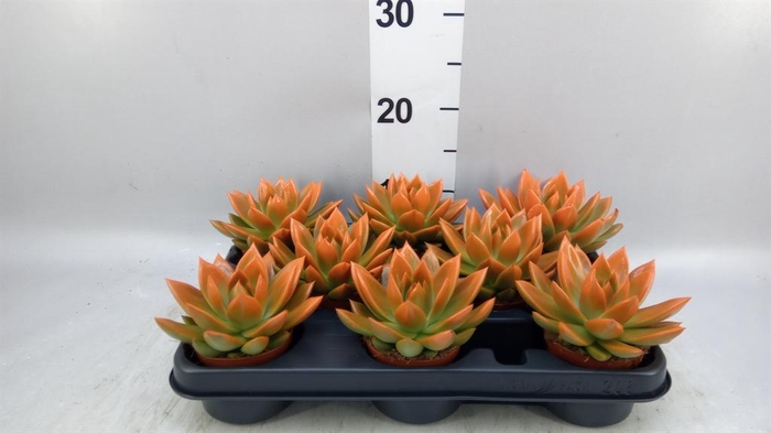 <h4>Echeveria  'Miranda'</h4>