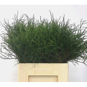 GR VACC HUCKLEBERRY
