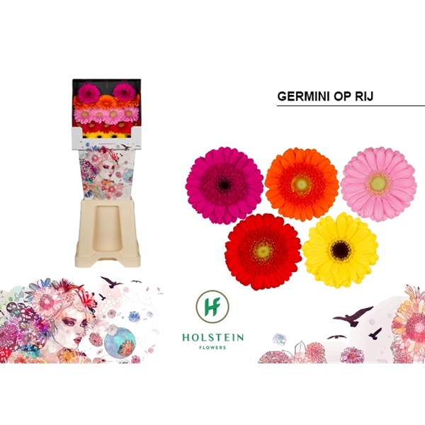 <h4>Ge Mi Mix In Line Diamond Holstein</h4>