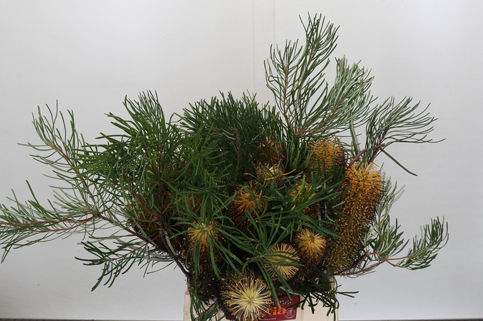 Banksia Spinulosa