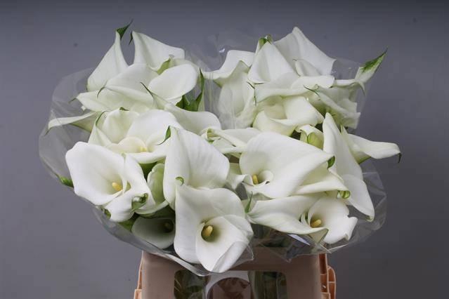 <h4>ZANT WHITE ART</h4>