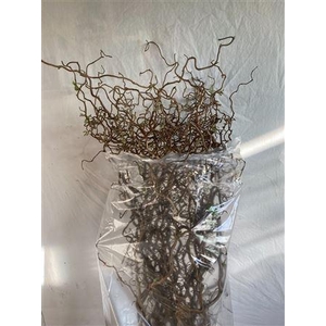 Coryl Av Contorta 100cm