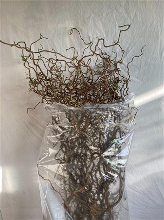 <h4>Coryl Av Contorta 100cm</h4>