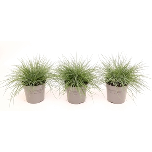 Festuca glauca 'Eisvogel'