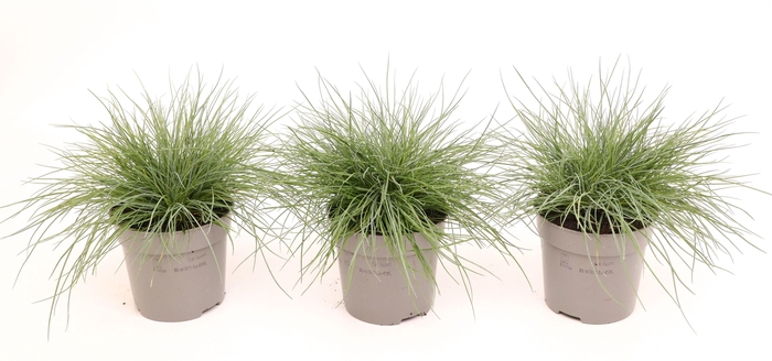 <h4>Festuca glauca 'Eisvogel'</h4>