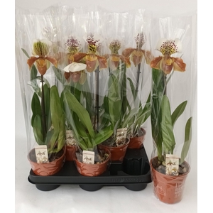 PAPH AMERIKA HYB GEM