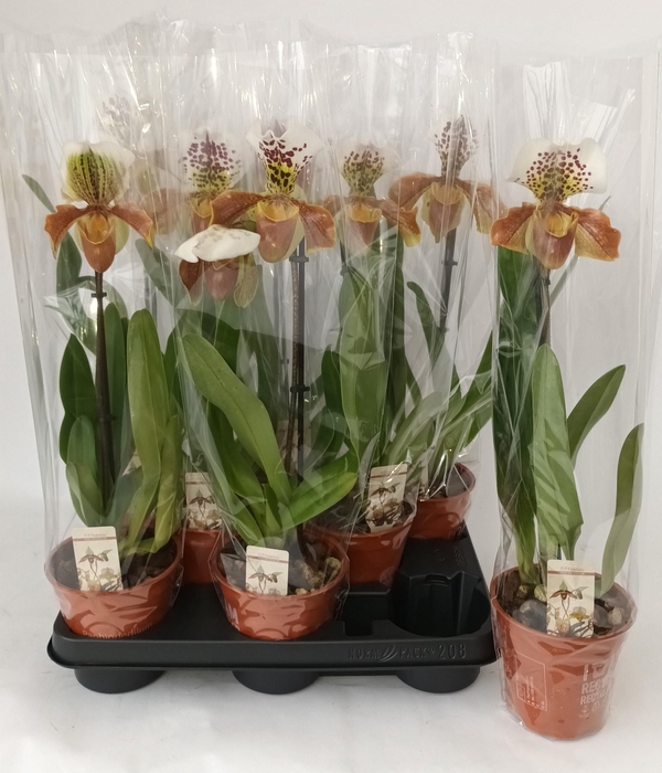 <h4>PAPH AMERIKA HYB GEM</h4>