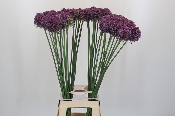 <h4>Allium Pink Lady</h4>