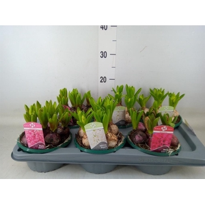 Hyacinthus orie.   ...mix