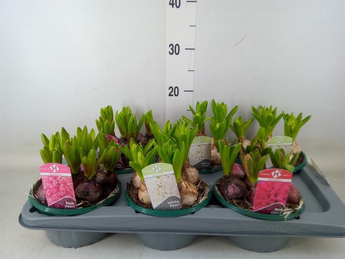 <h4>Hyacinthus orie.   ...mix</h4>