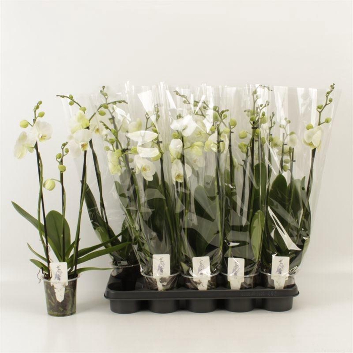 <h4>PHAL OV WIT</h4>