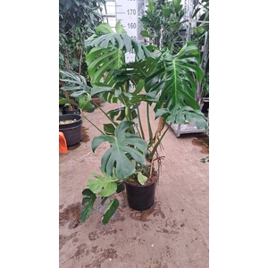 Monstera delic.