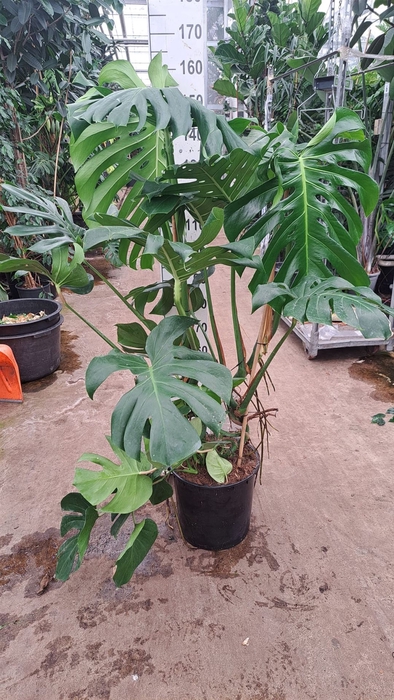 <h4>Monstera delic.</h4>