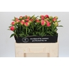 Paeonia Coral Sunset