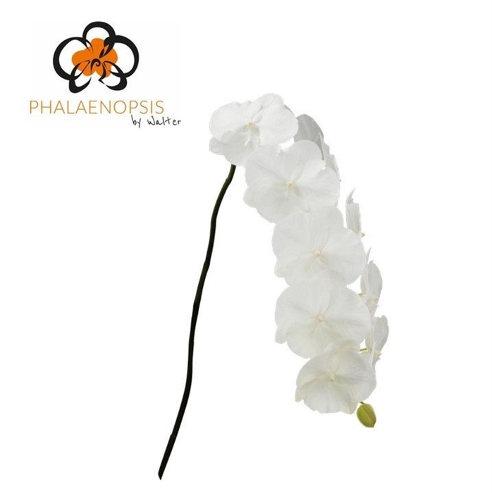 <h4>Phalaenopsis  'White Serenity'</h4>
