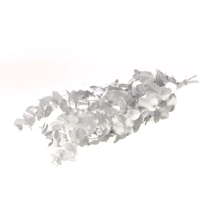 <h4>Eucalyptus Esp Pres Silvr</h4>