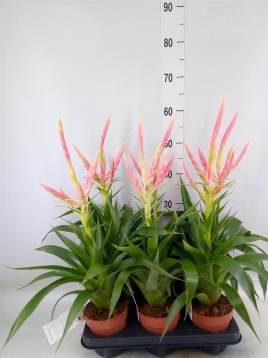 <h4>Tillandsia  'Dolce'</h4>