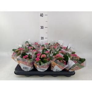 Kalanchoe blos. 'RosDon Victorio'