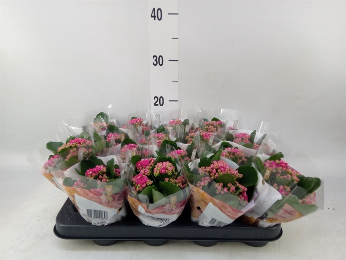 <h4>Kalanchoe blos. 'RosDon Victorio'</h4>