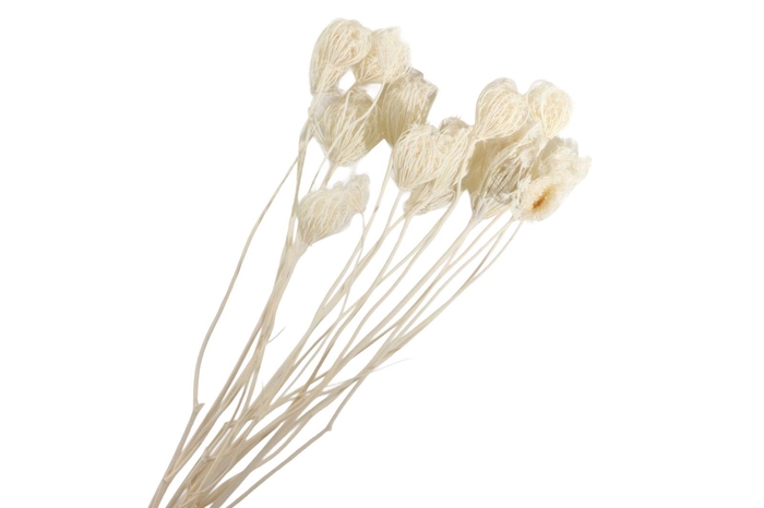<h4>Ammi Majus White Bleached</h4>