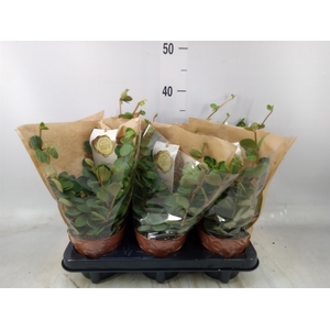 Peperomia tetraphylla 'Hope'