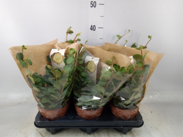 <h4>Peperomia tetraphylla 'Hope'</h4>