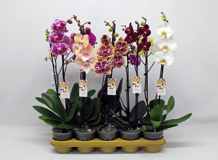 <h4>PHAL GEM 10 KL</h4>