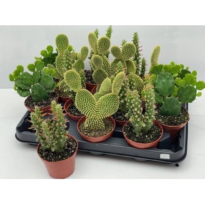 OPUNTIA