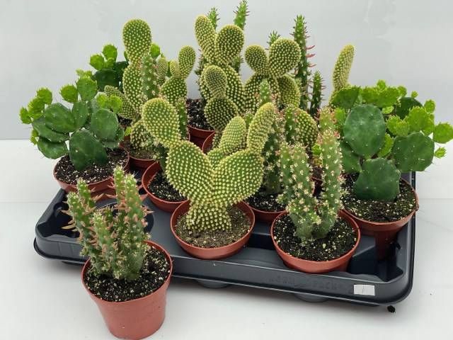 <h4>OPUNTIA</h4>