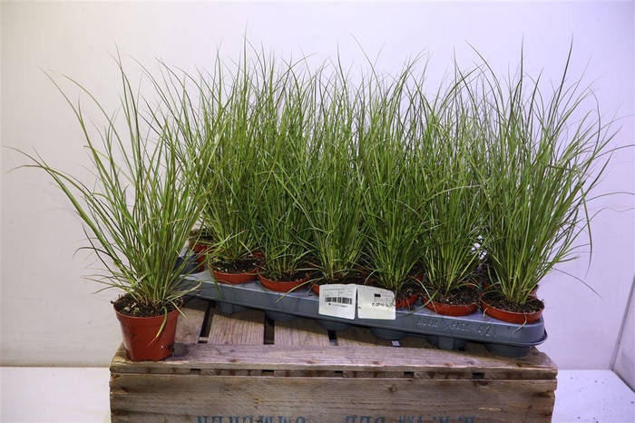 <h4>arr8 Care Cg Phoenix Gr</h4>