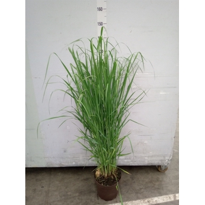 Panicum virgatum