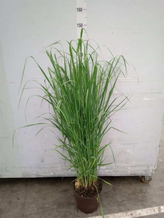 <h4>Panicum virgatum</h4>