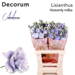 Eustoma russ. DU   ...