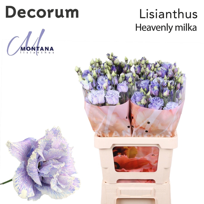 <h4>Eustoma russ. DU   ...</h4>