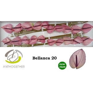 Anth A Bellanca 9 cm X20 Flow Pack Oosterzon
