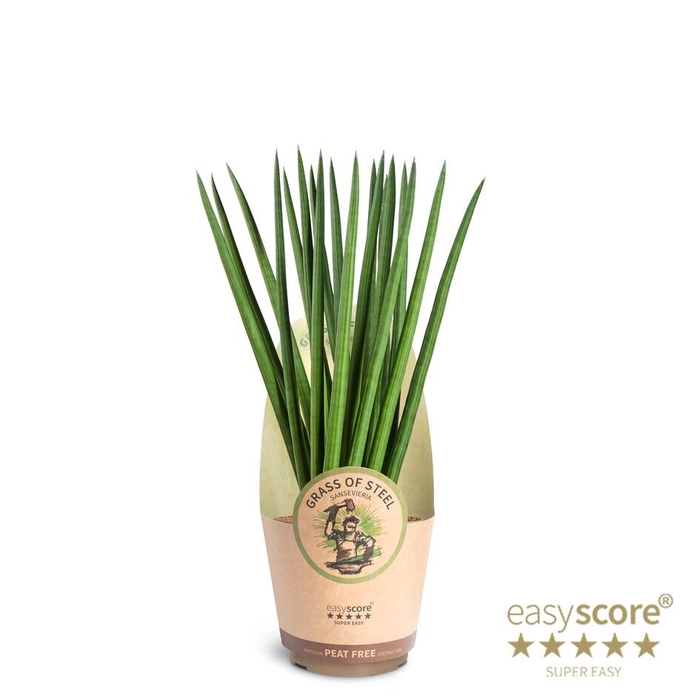 <h4>SANSEVIERIA CYLINDRICA P17 SPAGHETTI</h4>