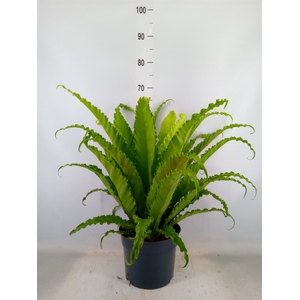 Asplenium antiquum 'Osaka'