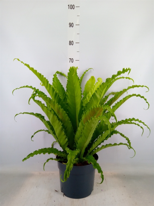 <h4>Asplenium antiquum 'Osaka'</h4>