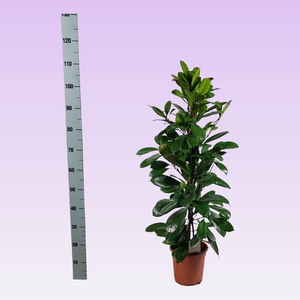 FICUS CYATHISTIPULA