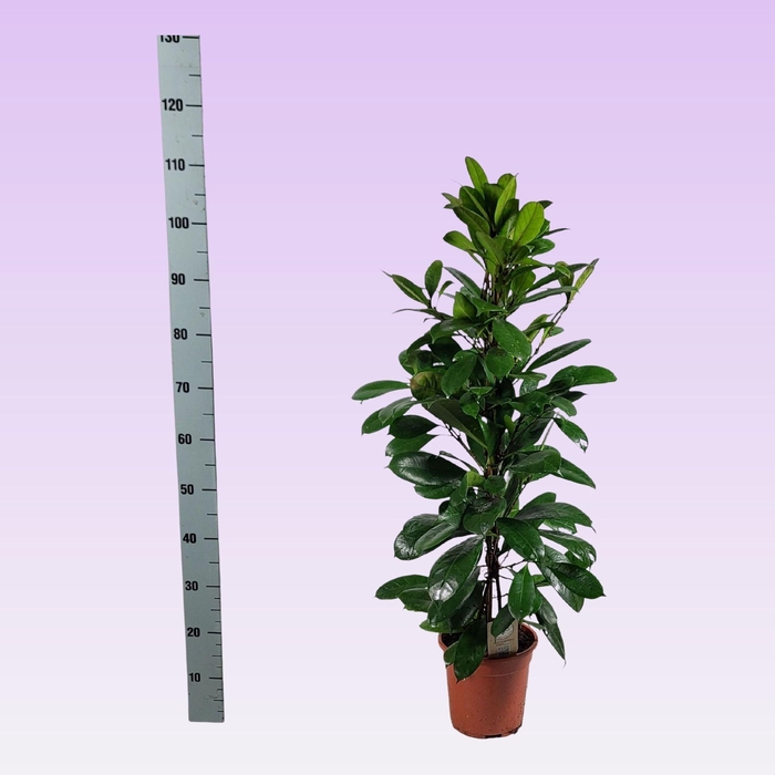 <h4>FICUS CYATHISTIPULA</h4>